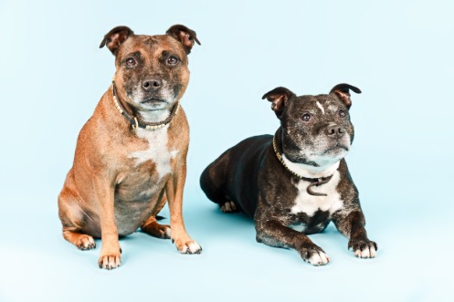 Ein sitzender und ein liegender Hund vor blauem Hintergrund. Beide Hunde gehören derselben Kampfhunderasse an.