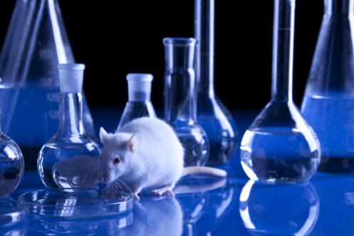 Eine weisse Ratte steht vor zwei Petrischalen. Neben und hinter ihr stehen verschiedene, mit Flüssigkeit gefüllte Glaskolben